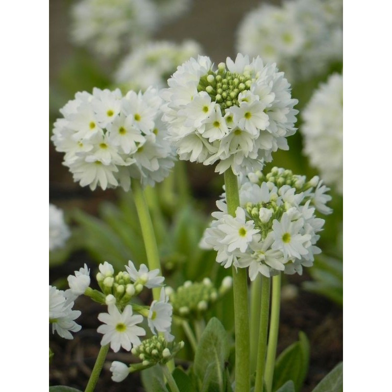 pierwiosnek ząbkowany (Primula denticulata) Prom White- Świat bylin - sklep internetowy