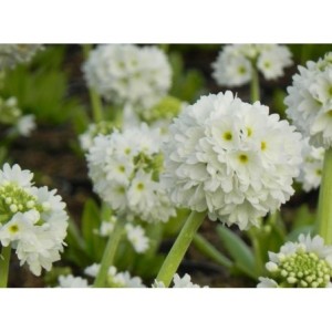 pierwiosnek ząbkowany (Primula denticulata) Prom White- Świat bylin - sklep internetowy