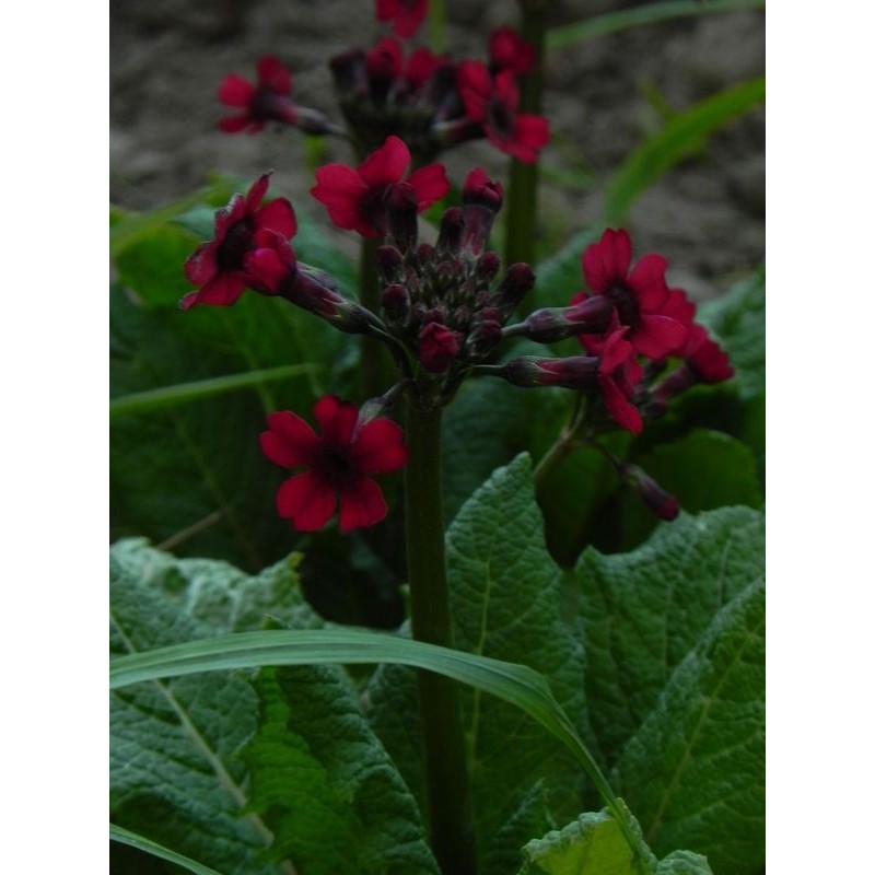 pierwiosnek japoński (Primula japonica) Miller`s Crimson- Świat bylin - sklep internetowy