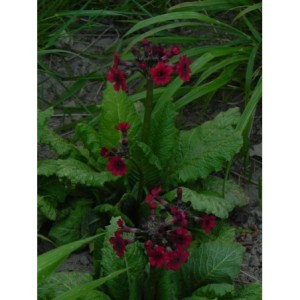 pierwiosnek japoński (Primula japonica) Miller`s Crimson- Świat bylin - sklep internetowy