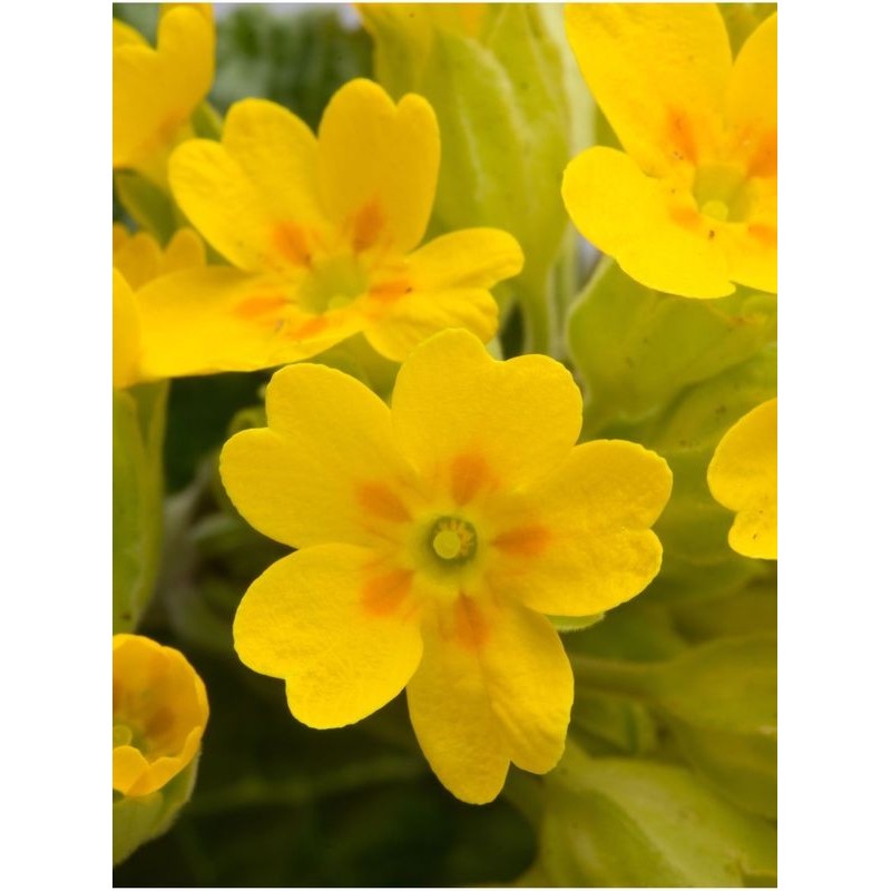 pierwiosnek lekarski (Primula officinalis) Bright Deep Yellow- Świat bylin - sklep internetowy