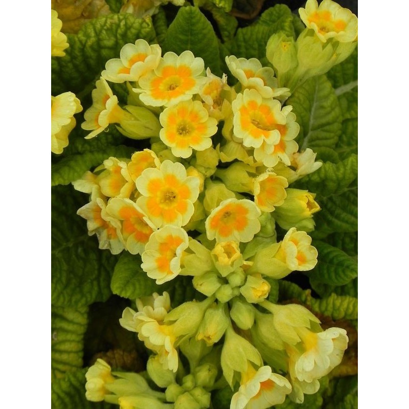 pierwiosnek lekarski (Primula officinalis) Lime with Orange- Świat bylin - sklep internetowy