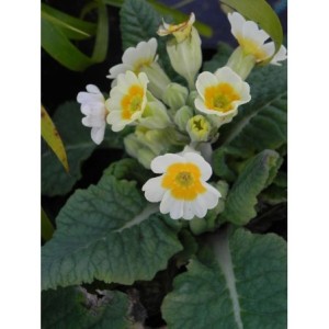 pierwiosnek lekarski (Primula officinalis) Lime with Orange- Świat bylin - sklep internetowy