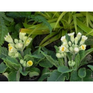 pierwiosnek lekarski (Primula officinalis) Lime with Orange- Świat bylin - sklep internetowy