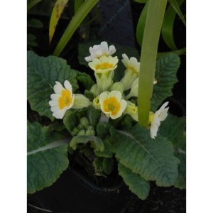 pierwiosnek lekarski (Primula officinalis) Lime with Orange- Świat bylin - sklep internetowy