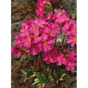 pierwiosnek różowy (Primula rosea) Grandiflora- Świat bylin - sklep internetowy