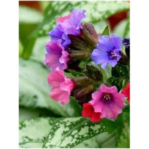 miodunka (Pulmonaria) Silver Bouquet- Świat bylin - sklep internetowy