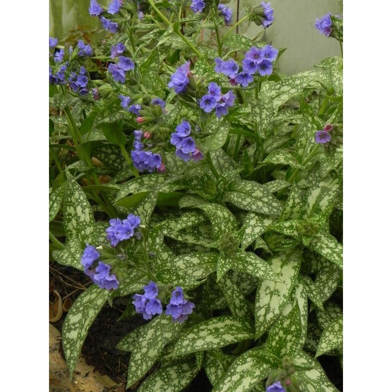 miodunka (Pulmonaria) Trevi Fountain- Świat bylin - sklep internetowy