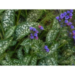 miodunka (Pulmonaria) Trevi Fountain- Świat bylin - sklep internetowy