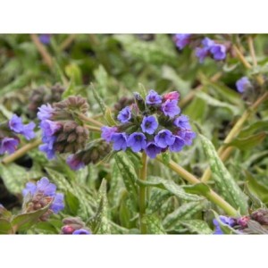 miodunka (Pulmonaria) Trevi Fountain- Świat bylin - sklep internetowy