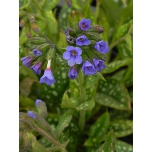 miodunka (Pulmonaria) Trevi Fountain- Świat bylin - sklep internetowy