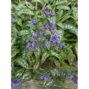 miodunka (Pulmonaria) Trevi Fountain- Świat bylin - sklep internetowy