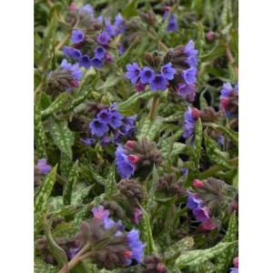 miodunka (Pulmonaria) Trevi Fountain- Świat bylin - sklep internetowy