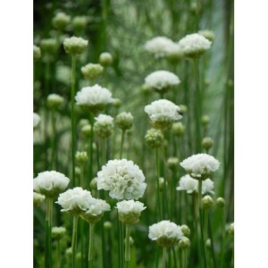 zawciąg szerokolistny (Armeria pseudarmeria) Ballerina White- Świat bylin - sklep internetowy