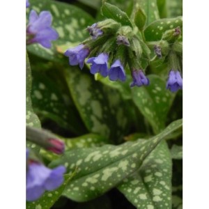 miodunka (Pulmonaria) Trevi Fountain- Świat bylin - sklep internetowy