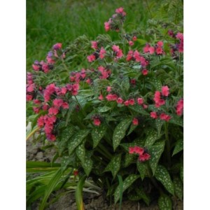 miodunka (Pulmonaria x hybrida) Shrimps on the Barbie- Świat bylin - sklep internetowy