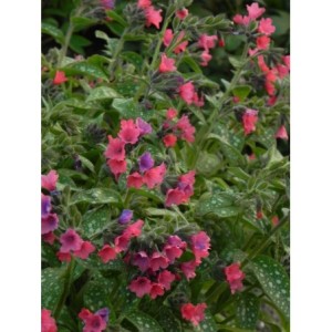 miodunka (Pulmonaria x hybrida) Shrimps on the Barbie- Świat bylin - sklep internetowy