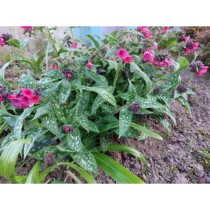 miodunka (Pulmonaria x hybrida) Shrimps on the Barbie- Świat bylin - sklep internetowy