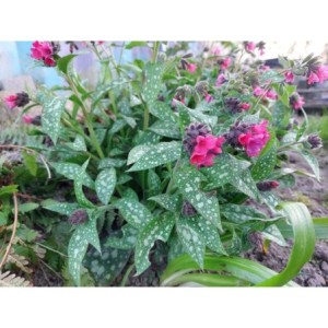 miodunka (Pulmonaria x hybrida) Shrimps on the Barbie- Świat bylin - sklep internetowy