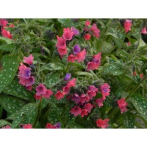 miodunka (Pulmonaria x hybrida) Shrimps on the Barbie- Świat bylin - sklep internetowy