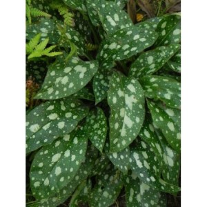 miodunka (Pulmonaria x hybrida) Shrimps on the Barbie- Świat bylin - sklep internetowy