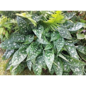 miodunka (Pulmonaria x hybrida) Shrimps on the Barbie- Świat bylin - sklep internetowy