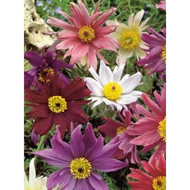 sasanka zwyczajna (Pulsatilla vulgaris) Prima Papagena- Świat bylin - sklep internetowy