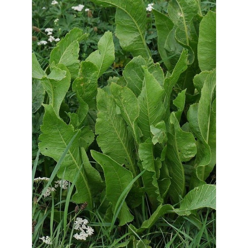 chrzan pospolity (Armoracia rusticana) - Świat bylin - sklep internetowy