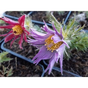 sasanka zwyczajna (Pulsatilla vulgaris) Prima Papagena- Świat bylin - sklep internetowy