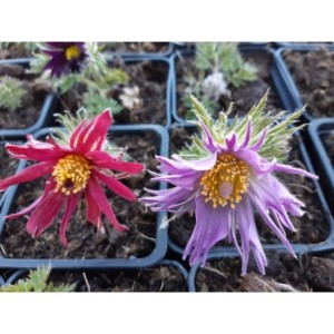 sasanka zwyczajna (Pulsatilla vulgaris) Prima Papagena- Świat bylin - sklep internetowy