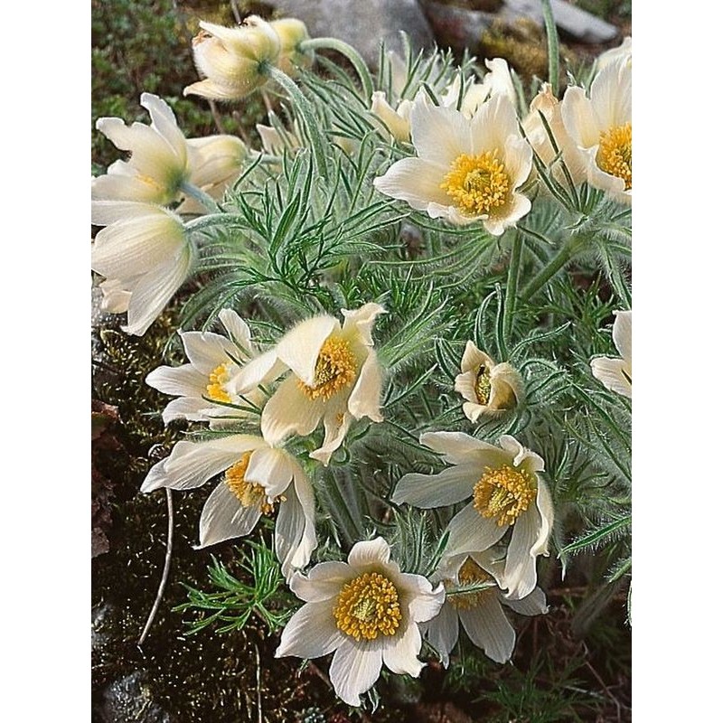 sasanka zwyczajna (Pulsatilla vulgaris) Pulsar White- Świat bylin - sklep internetowy