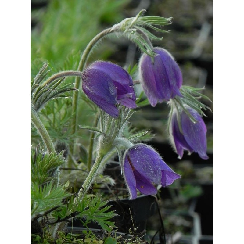 sasanka zwyczajna (Pulsatilla vulgaris) Violet Bells- Świat bylin - sklep internetowy