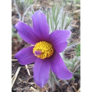 sasanka zwyczajna (Pulsatilla vulgaris) Violet Bells- Świat bylin - sklep internetowy