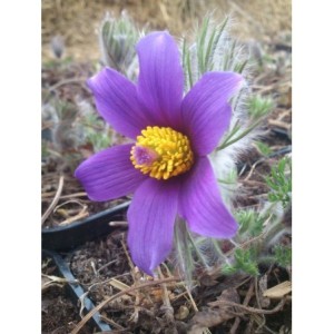 sasanka zwyczajna (Pulsatilla vulgaris) Violet Bells- Świat bylin - sklep internetowy