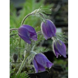 sasanka zwyczajna (Pulsatilla vulgaris) Violet Bells- Świat bylin - sklep internetowy