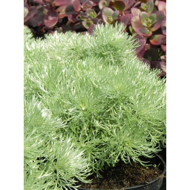 bylica Schmidta (Artemisia schmidtiana) Nana Attraction- Świat bylin - sklep internetowy