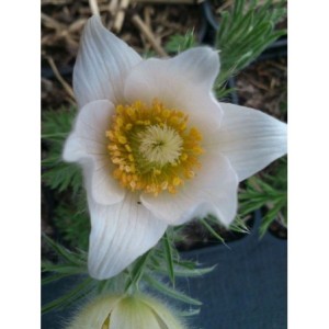 sasanka zwyczajna (Pulsatilla vulgaris) White Bells- Świat bylin - sklep internetowy