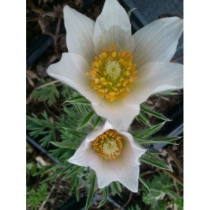 sasanka zwyczajna (Pulsatilla vulgaris) White Bells- Świat bylin - sklep internetowy