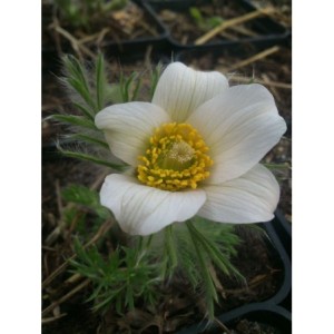 sasanka zwyczajna (Pulsatilla vulgaris) White Bells- Świat bylin - sklep internetowy