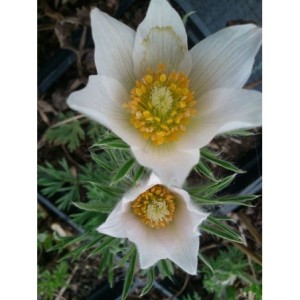 sasanka zwyczajna (Pulsatilla vulgaris) White Bells- Świat bylin - sklep internetowy