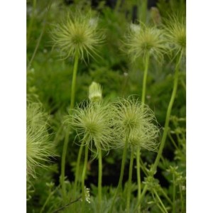 sasanka zwyczajna (Pulsatilla vulgaris) White Bells- Świat bylin - sklep internetowy