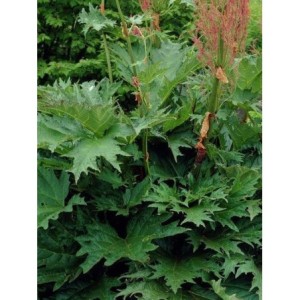 rabarbar tangucki (Rheum palmatum) var. tanguticum- Świat bylin - sklep internetowy