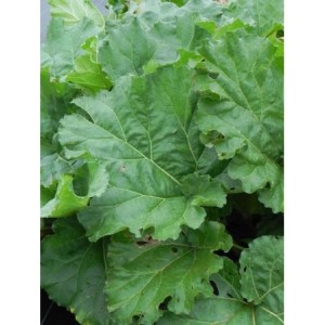 rabarbar kędzierzawy (Rheum rhabarbarum) Glaskins Perpetual- Świat bylin - sklep internetowy