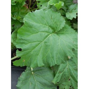 rabarbar kędzierzawy (Rheum rhabarbarum) Glaskins Perpetual- Świat bylin - sklep internetowy