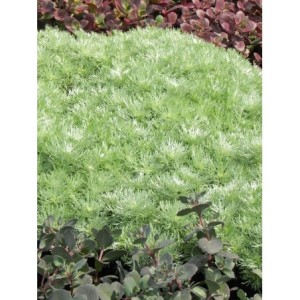 bylica Schmidta (Artemisia schmidtiana) Nana Attraction- Świat bylin - sklep internetowy