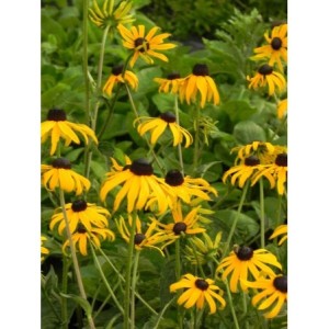 rudbekia błyskotliwa (Rudbeckia fulgida) GoldBlitz- Świat bylin - sklep internetowy