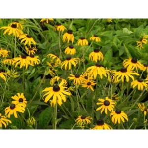 rudbekia błyskotliwa (Rudbeckia fulgida) GoldBlitz- Świat bylin - sklep internetowy