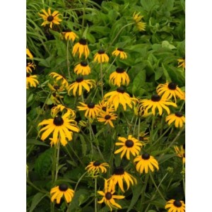 rudbekia błyskotliwa (Rudbeckia fulgida) GoldBlitz- Świat bylin - sklep internetowy