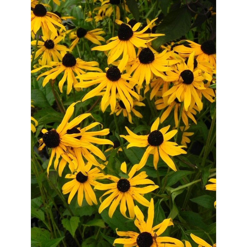 rudbekia błyskotliwa (Rudbeckia fulgida) Goldstrum- Świat bylin - sklep internetowy