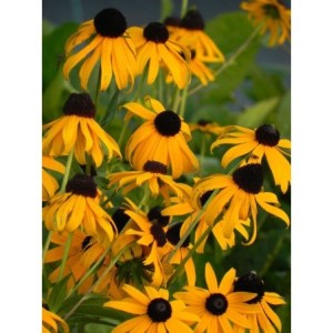 rudbekia błyskotliwa (Rudbeckia fulgida) Goldstrum- Świat bylin - sklep internetowy
